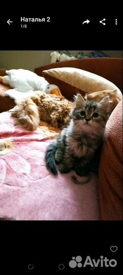 Котенок девочка