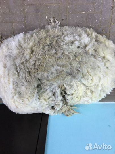 Овечья шерсть