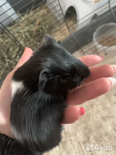 Морская свинка, девочка дата рождния-25.10