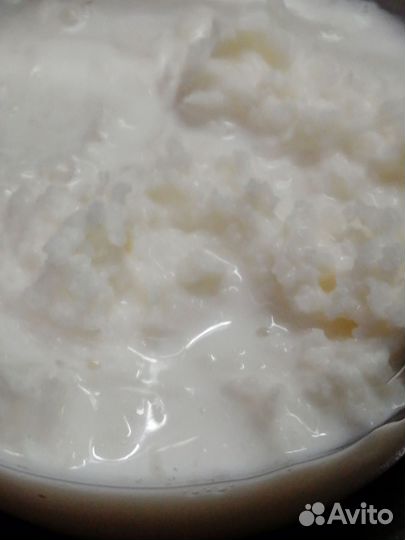 Тибетский молочный гриб