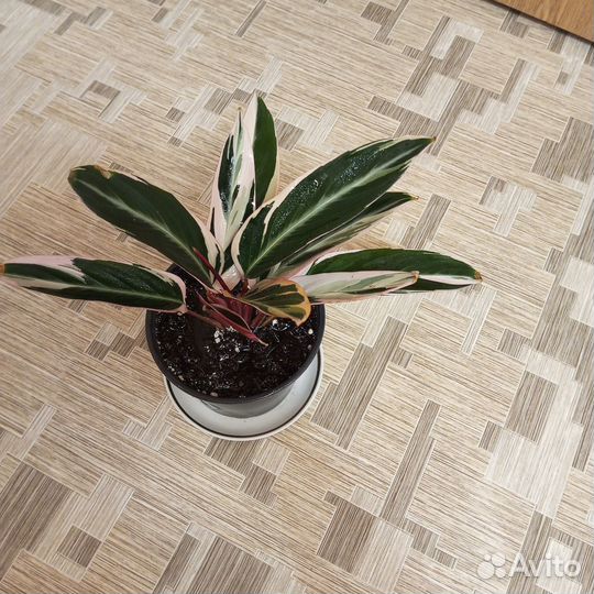 Строманта триколор