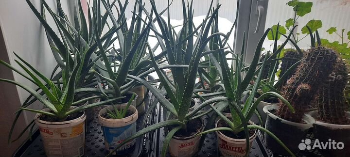 Алоэ вера три и четыре года