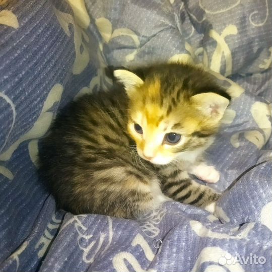 Котята в добрые руки бесплатно мальчик