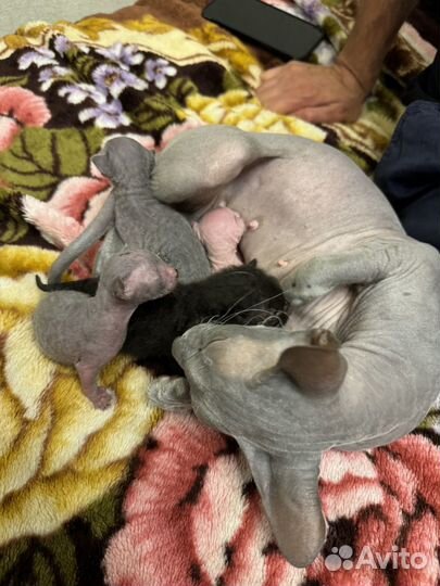 Котята петерболд