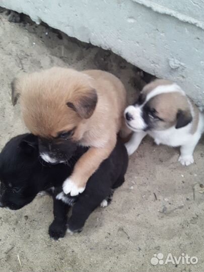 Дети в добрые руки