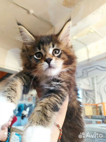 Котята мейн-кун полидакт и классики