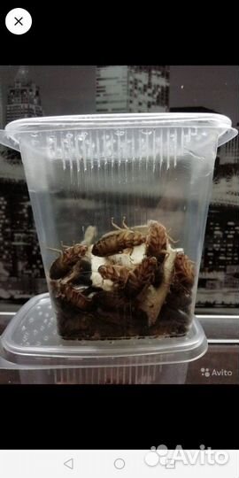 Живой корм для стрижей, ящериц и других