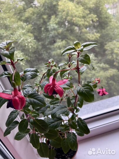 Фуксия General Monk Rot-Blau