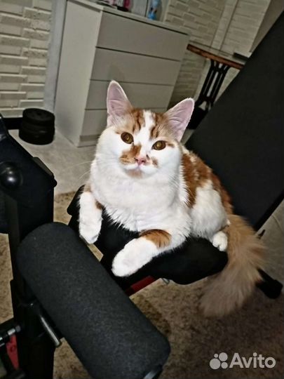 Коттк в добрые руки