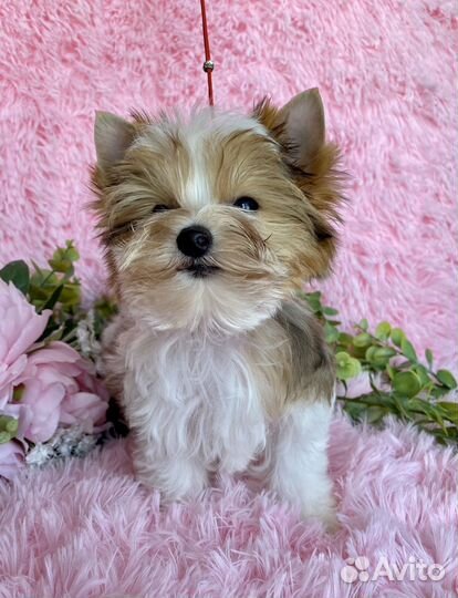 Мини мальчик блюберри