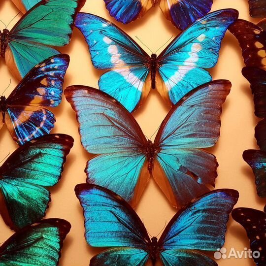 Живые тропические бабочки prepona omphale т/б-2