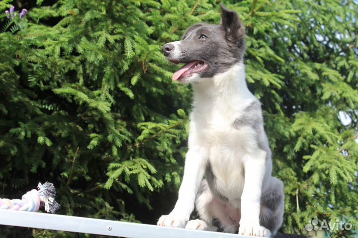 Бордер Колли