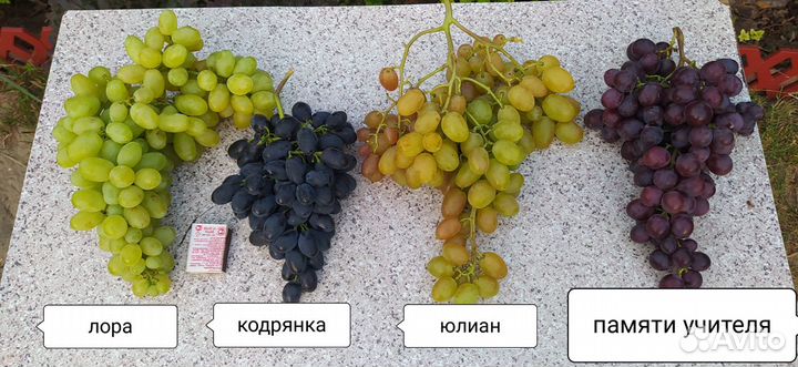 Продам саженцы винограда