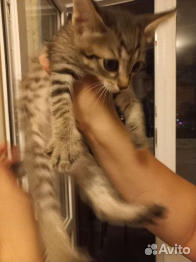 Котик в дар бесплатно