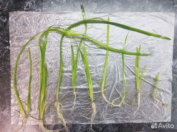 Валиснерия