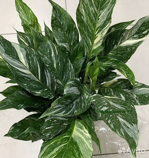 Спатифиллумы