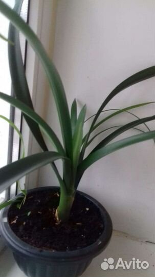 Clivia) Кливия