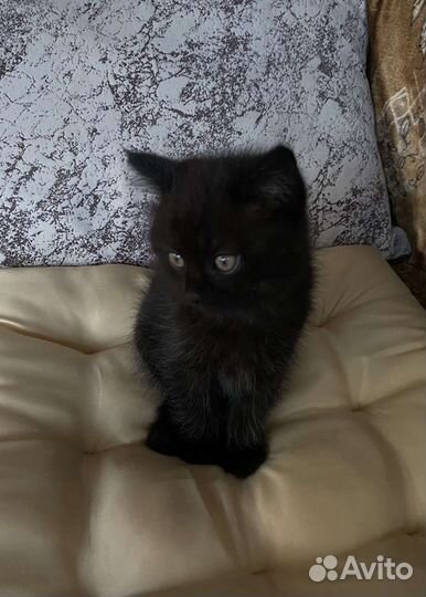 Британская кошка