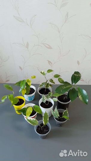 Комнатные цветы фикус