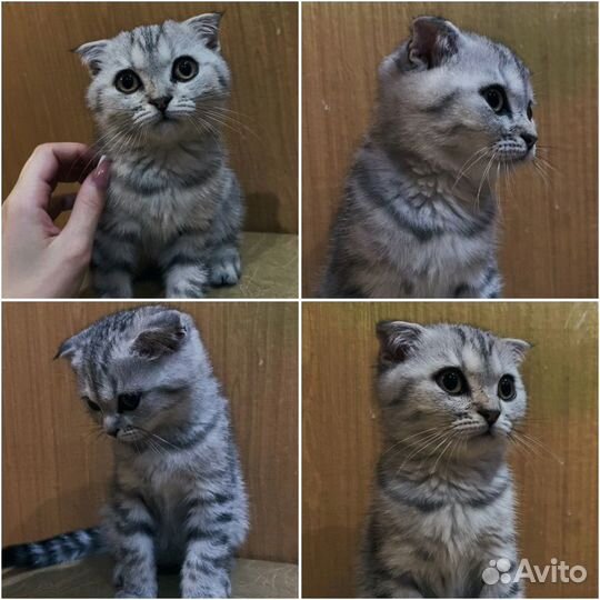 Шотландские вислоухие котята
