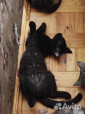 Кошка в дар