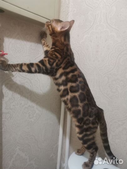 Бенгальский кот Вязка