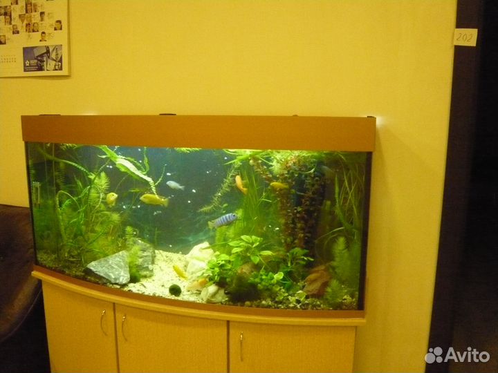 Обслуживание, запуск, оформление аквариума, пруда