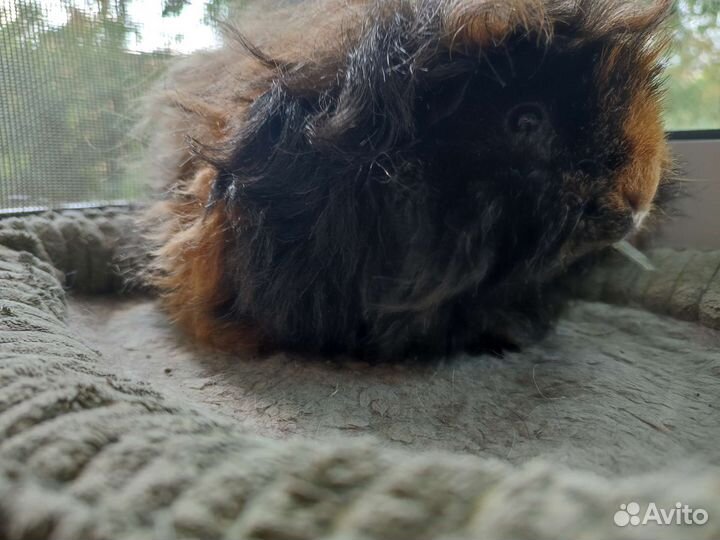 Морская свинка