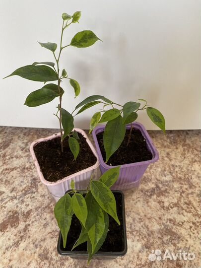 Циперус, фикус, аихризон, декабрист, крассула