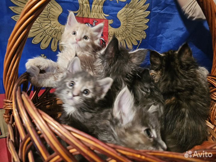 Породистые большие кошки