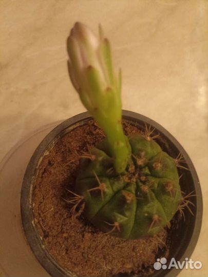 Кактус детки