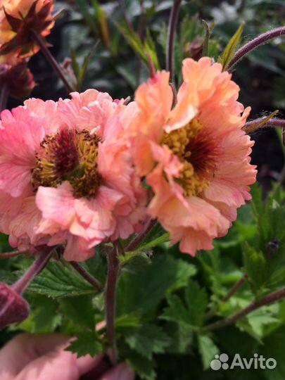 Многолетнее растение Гравилат Май Тай