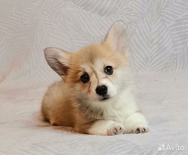 Вельш Корги Пемброк.Девочка - Живанши