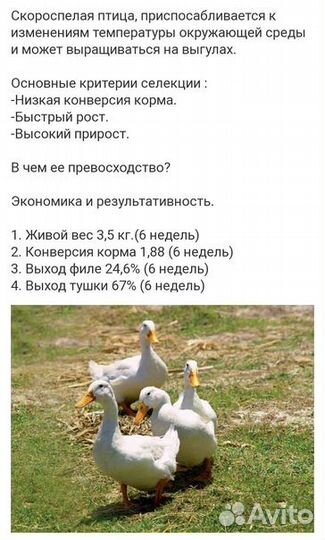 Инкубационное яйцо птицы