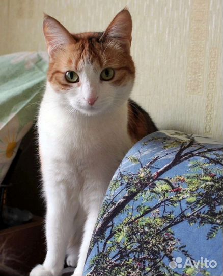 Кошечка богатка в дар