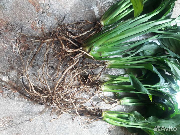 Женское счастье. Розетки