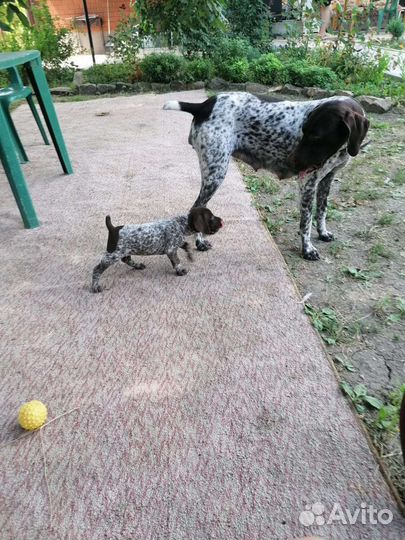 Щенки курцхаара