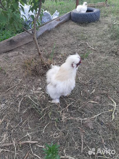 Петух китайский