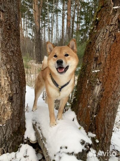 Вязка, кобель Сиба Ину