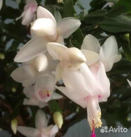 Декабрист сортовой