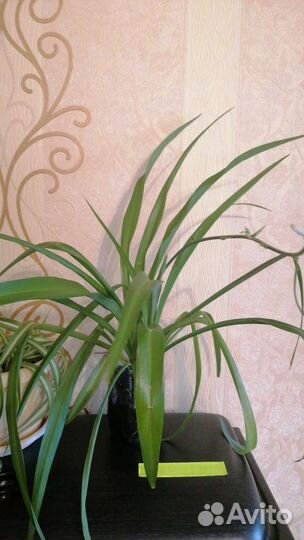 Комнатные растения цветы