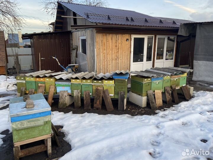 Пчелопакеты