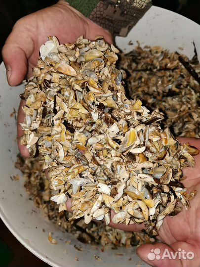 Ракушка кормовая