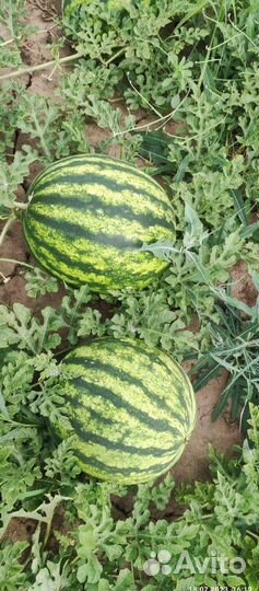 Арбуз Оптом