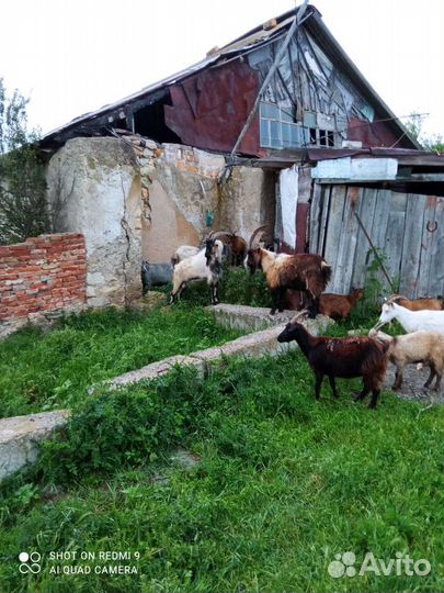 К. Р. С, 40 голов, рассматриваю обмен на авто