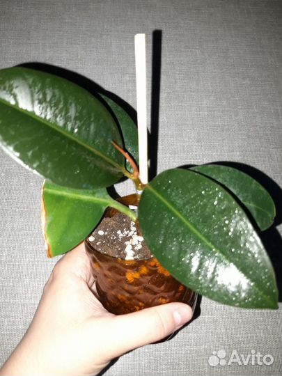 Фикус Робуста