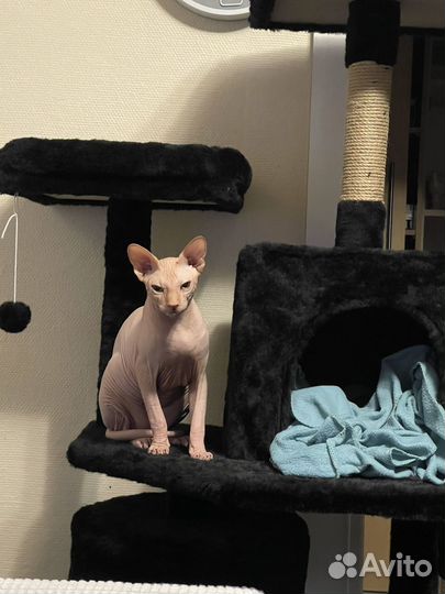 Вязка кот канадский сфинкс