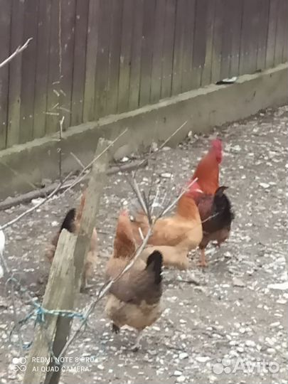 Молодые петухи