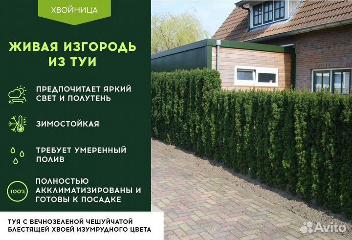 Туя Экстра Брабант