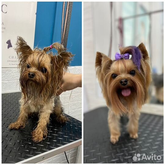 Стрижка собак